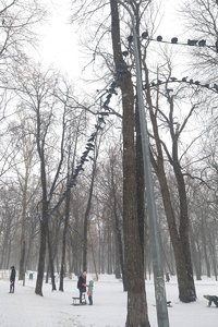 голуби.jpg
