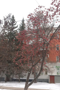 ряб.jpg