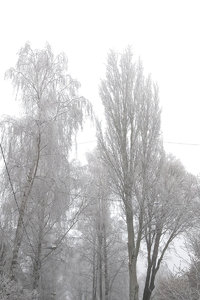 березы.jpg