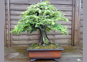 dawn-redwood-bonsai-tree.jpg