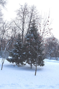 рбина.jpg