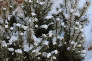 IMG_0971.JPG