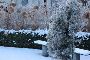 IMG_0969.JPG