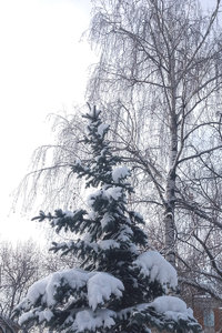 береза.jpg