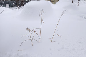 мискант.jpg