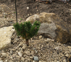 Pinus mugo “Jacobsen.jpg