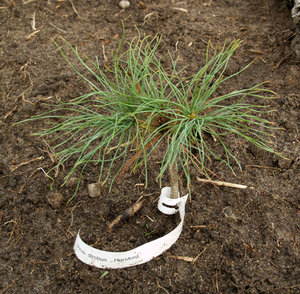 Pinus Strobus Horsford.jpg