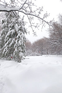 снег.jpg