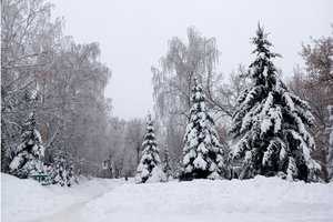 ели.jpg