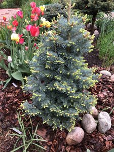 Abies lasiocarpa Compacta 20-8.JPG
