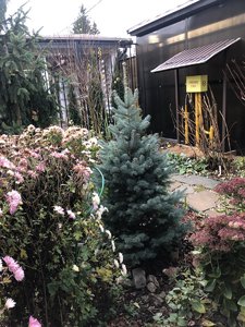 Abies lasiocarpa Compacta 21 18.JPG