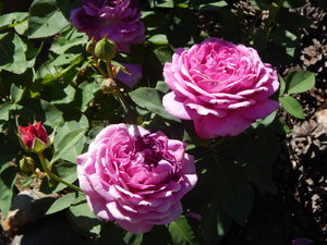 DSCN6219.JPG