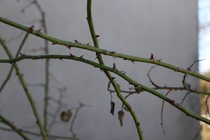 IMG_1177.JPG
