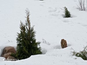 IMG_20220326_134742.jpg