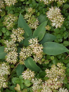 2019.09.09  Hosta  'Halcyon' в Очитоке ложном от Турагентства_  DSCF4670.JPG