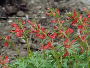2019.05.18 Хохлатка плотная Corydalis solida G.P.Baker_ ф1_DSCF3495.jpg