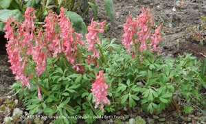 2019.05.18 Уч № 2  Хохлатка плотная Corydalis solida Beth Evans_  ф1_ DSCF3489.jpg