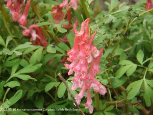 2019.05.18  Уч № 2 Хохлатка плотная Corydalis solida Beth Evans_ ф1_  DSCF3491.jpg