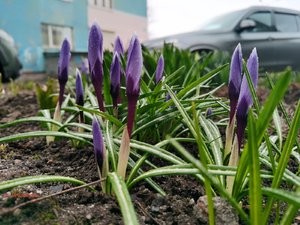 2022.04.25 Уч № 1 фото Е. Ястребовой  Crocus 'Grand Maitre' vernus.jpg
