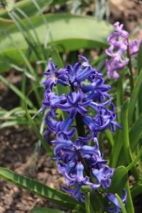 IMG_1294.JPG