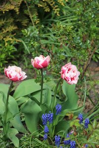 IMG_1308.JPG