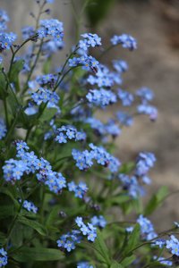 IMG_1375.JPG