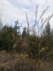 IMG_20220504_164928.jpg