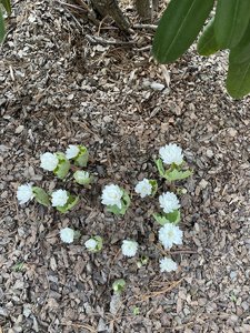 19D40B47-2947-46AC-A33F-D7EB4291ED3B.jpeg