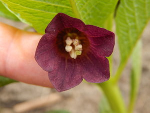 DSCN8023.JPG