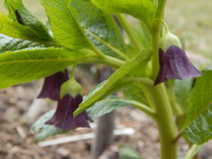 DSCN8025.JPG