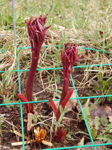 DSCN8151.JPG