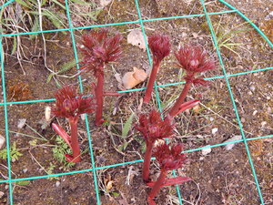 DSCN8152.JPG