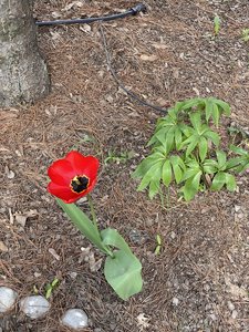 C039F0CC-53E1-4038-A074-B1275D791061.jpeg
