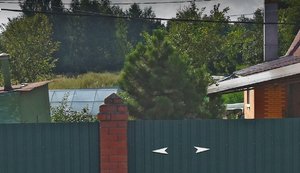 Сосна черная.jpg