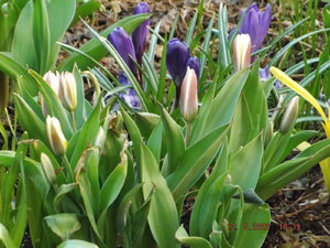 2022.05.12 Уч № 1 Tulipa `Ancilla `Kaufmanniana__ DSCF6347.JPG