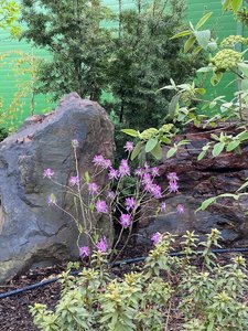 3D3349FF-76EC-4BA1-824C-76E49E50D54E.jpeg
