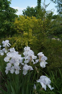 DSC03231.JPG