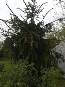 IMG_20220528_082602.jpg