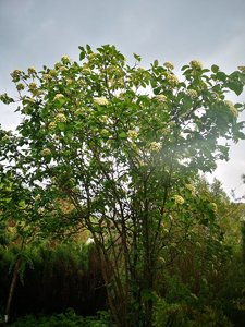 IMG_20220601_165402.jpg