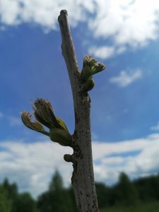 IMG_20220604_140932.jpg