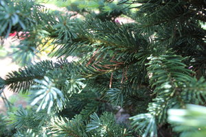 IMG_8001.JPG