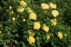 IMG_1815.JPG