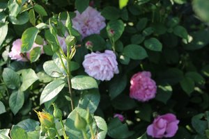 IMG_1865.JPG