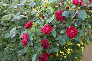 IMG_1869.JPG