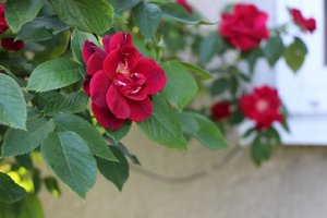 IMG_1874.JPG