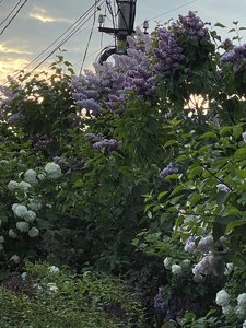 22A36707-C296-4DC5-BC73-7553C8557415.jpeg