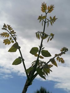 IMG_20220611_132344.jpg