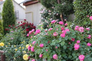 IMG_1938.JPG