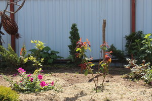 IMG_8037.JPG