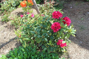 IMG_8035.JPG